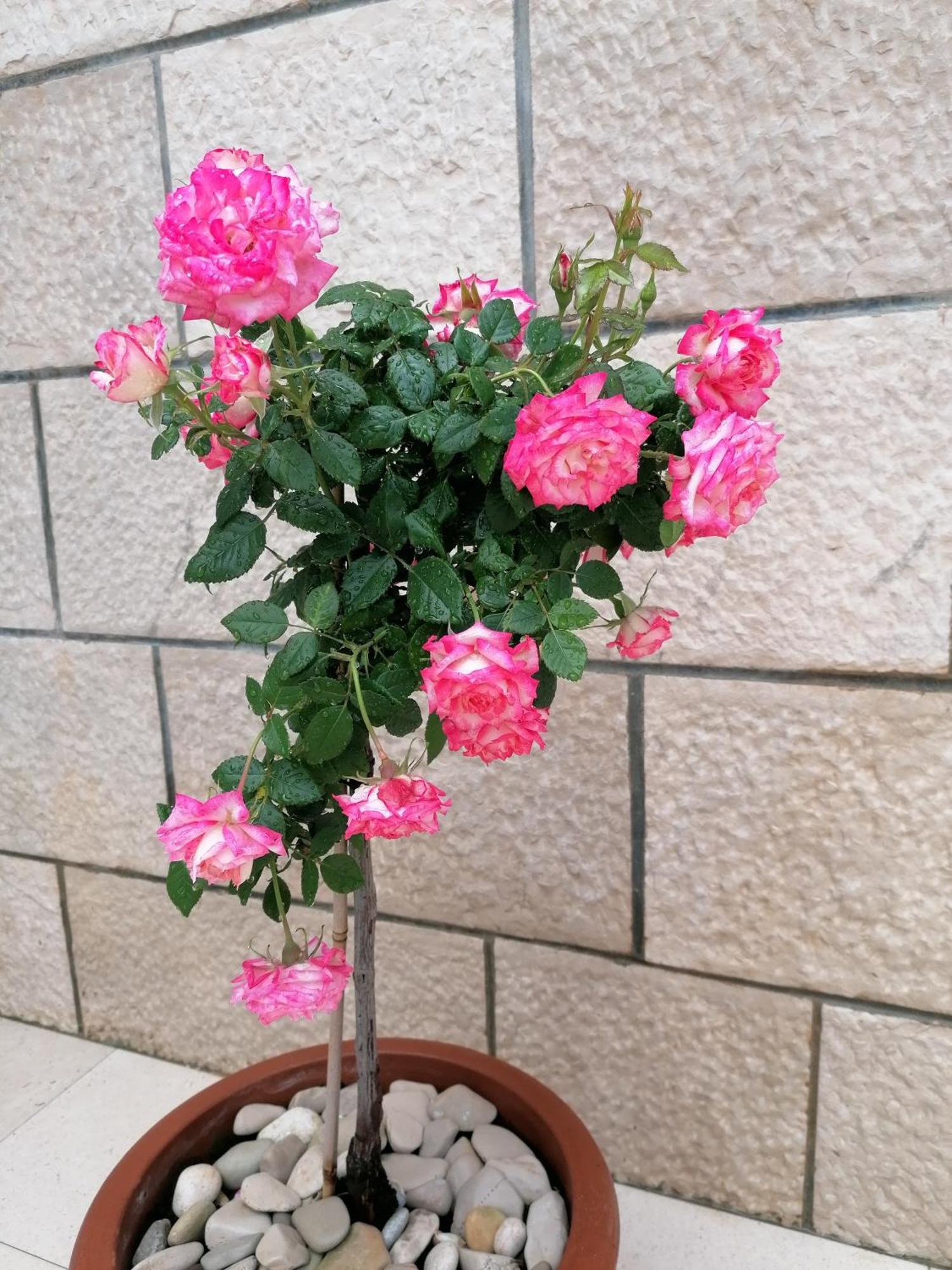 Apartman Ruzica Pucisca Buitenkant foto
